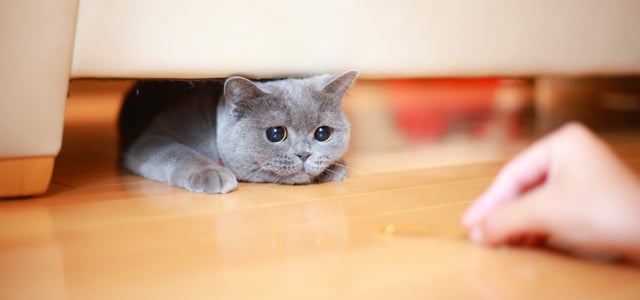 A grey cat coming out from under a sofa for a treat.