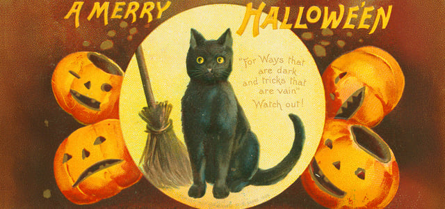 drawing of black cat next to a borrom and surrounded by pumpkins