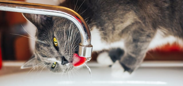 A cat drinking from a tap.