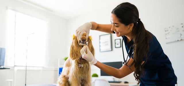 a dog having its teeth brushed by vet