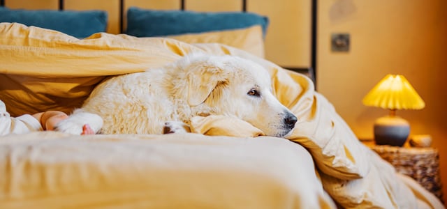 A big dog sat in yellow bedding.