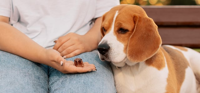 A beagle staring at a biscuit in a hand.