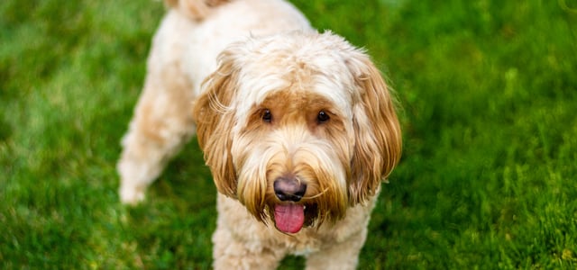 goldendoodle standing on grass