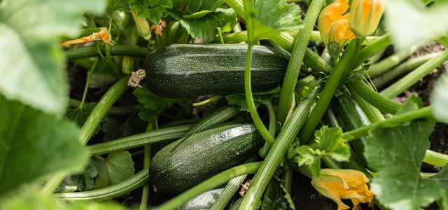 close up image of courgettes