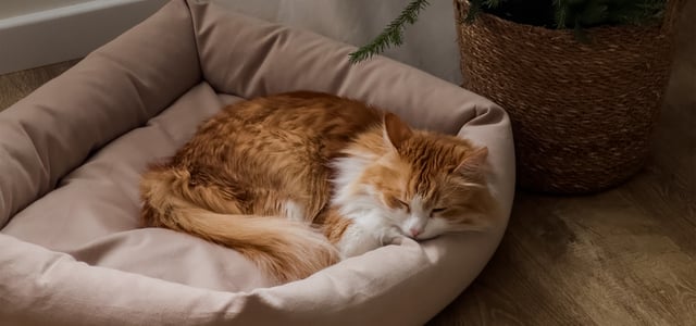A ginger and white cat laying in a beige coloured bed.
