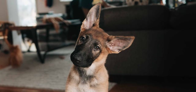 Confused puppy with pre existing condition who needs pet insurance