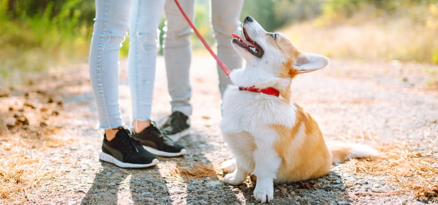 A corgi looking up happily at their owner.