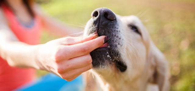 a labrador eating something from owners hand