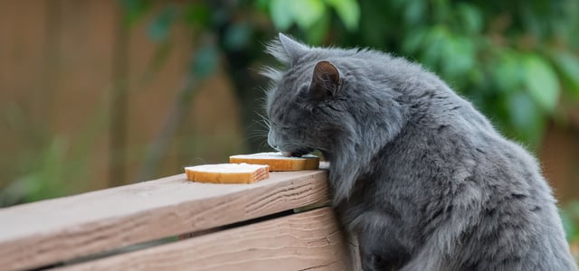 a cat licking some bread