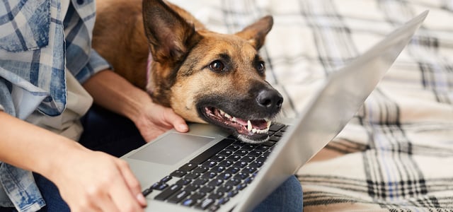a dog looking at a laptop