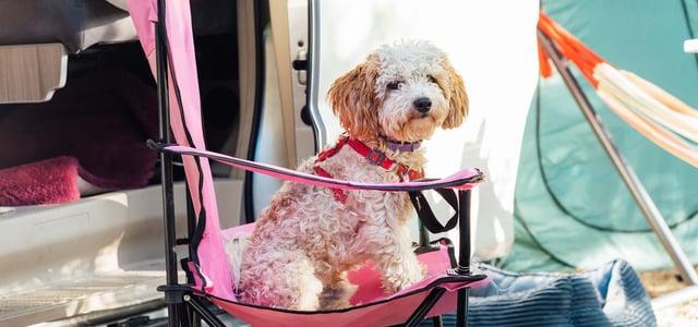 puppy sitting in a camping chair