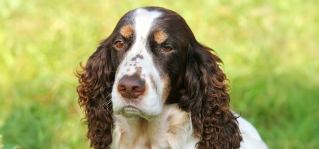 A brown springer spaniel with ginger eyebrows.