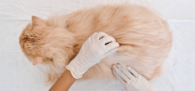 A cat being inspected for skin conditions.