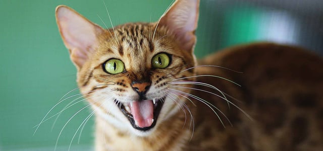 A cat meowing