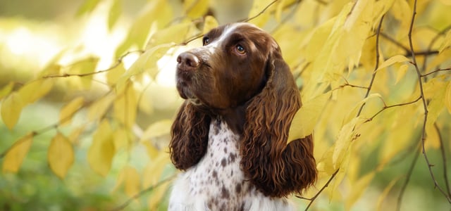 A brown and white spotted springer spaniel peeking out between leaves.