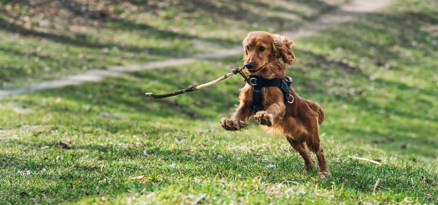 A brown Cocker Spaniel running with a stick.