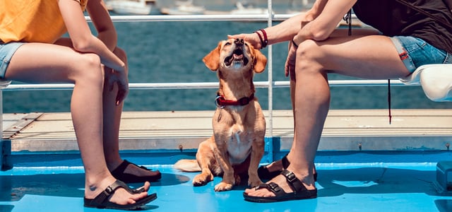 A dog being stroked on a boat.