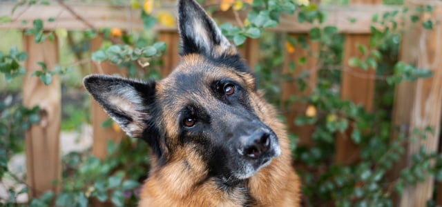 a german shepherd tilting her head