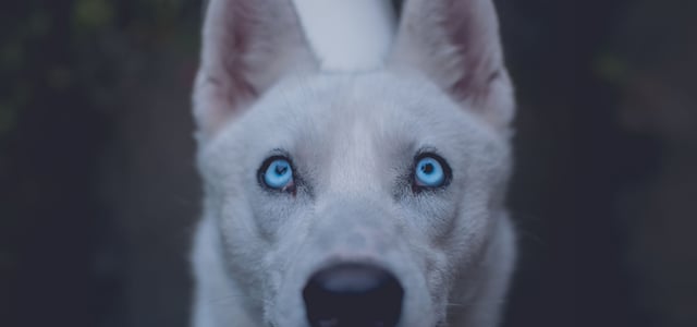 A close up of a dogs eyes looking up