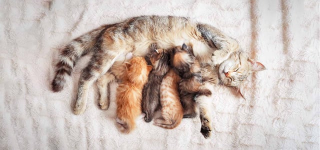 kittens feeding on mother cat