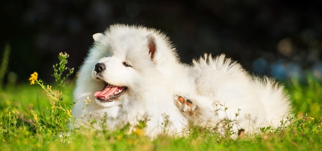 A samoyed laying down.