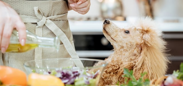 Golden poodle looking up at owner in front of a bowl of salad