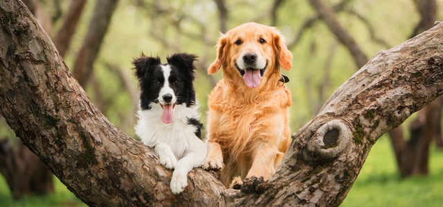 A collie and retriever holding onto a tree trunk.