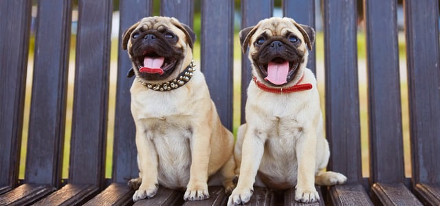 two pugs sitting on park bench with tongues out
