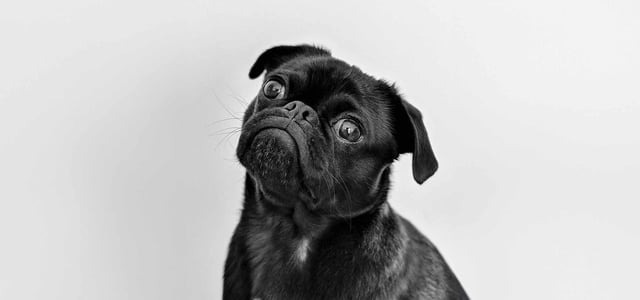 A dog in black and white