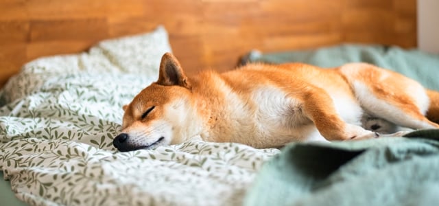 A Shiba Inu sleeping in a bed.