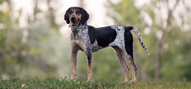 A coonhound standing tall on grass.