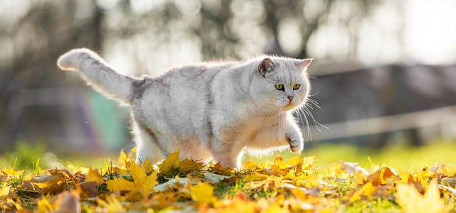 Large grey and white British Shorthair cat walking across field of leaves