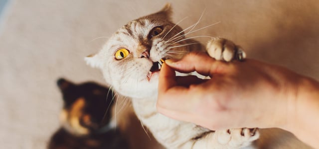 A cat standing up to eat a treat.