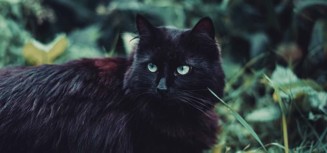 A black cat in the garden