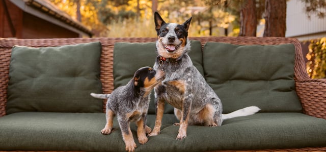 puppy playing with an adult dog