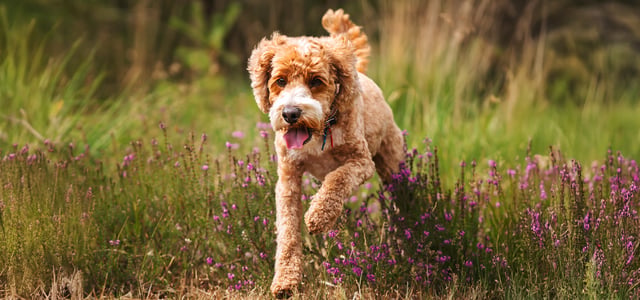 labradoodle running through heather