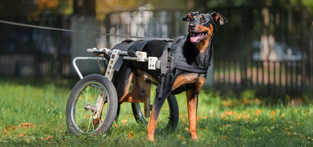 Black dog with wheels to support back legs on a lead