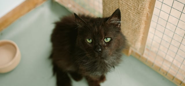 A long-haired black cat looking up.