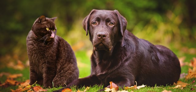 A black cat sitting next to a brown labrador on grass.