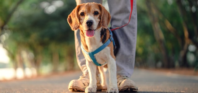 Beagle with tongue out on a blue harness and red lead in a park