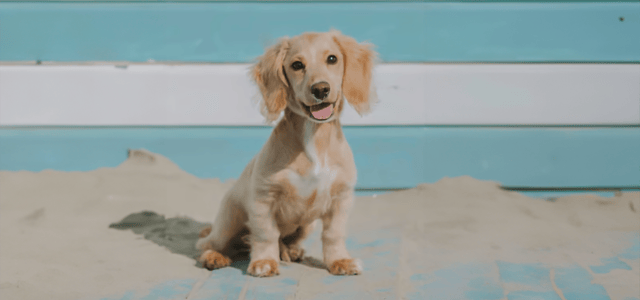 A cockapoo with a cocker cut haircut