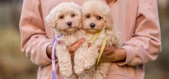 Two puppies being held.