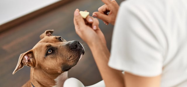 owner signalling 'no' to dog looking at white chocolate