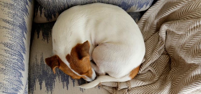 A Jack Russell curled up in a donut position on a couch.