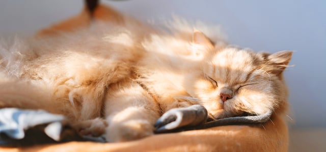 A ginger cat basking in the sun.