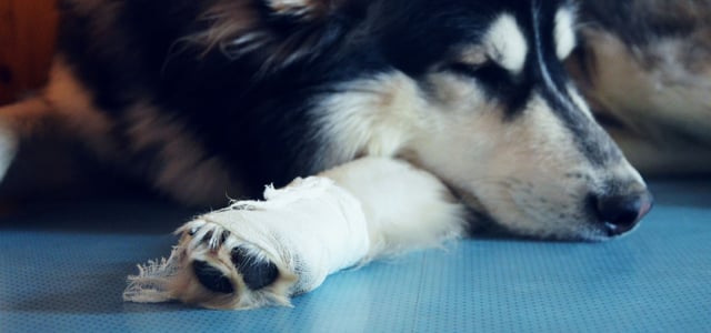 a dog with a bandage around its leg