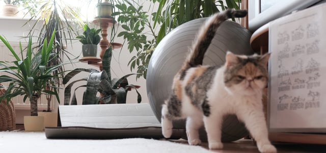 A flat-faced cat walking past an inflatable exercise ball.