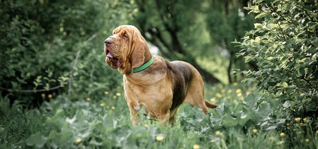 A bloodhound standing in green bushes.