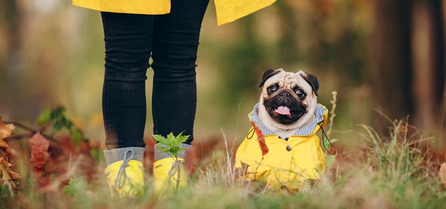 pug in yellow rain coat in a forest with owner