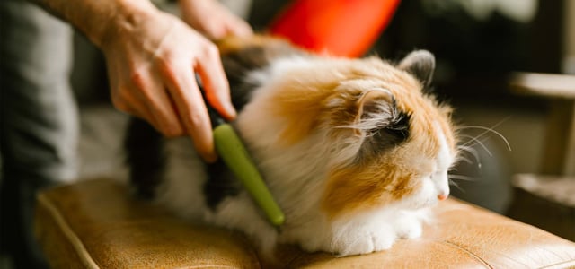A man combing a cat with a flea comb